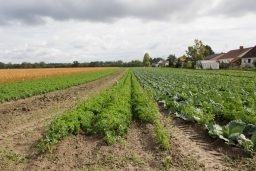 Feld nördlich des Littersheimer Wegs