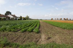 Feld nördlich des Littersheimer Wegs